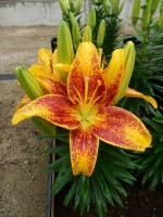 [5043 TinyParrot No02.JPG]